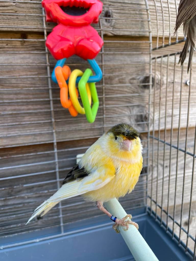 Mooi prachtig goed zingen en broedrijp kanaries te koop, Dieren en Toebehoren, Vogels | Kanaries, Mannelijk, Zangkanarie