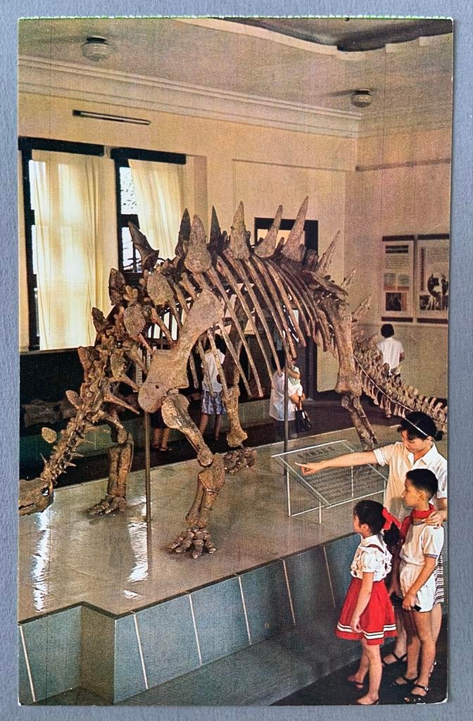 Ansichtkaart van een dinosaurus skelet, Ophalen of Verzenden, 1980 tot heden, Ongelopen, Overige thema's