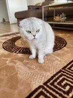 Britse kort ras kat, Dieren en Toebehoren, Kater