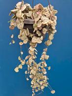 Ceropegia Variegata p14, Ophalen of Verzenden, Halfschaduw, Minder dan 100 cm