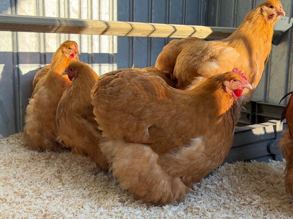 Jonge tamme Orpington kippen gesekst en ingeënt, Vrouwelijk, Kip