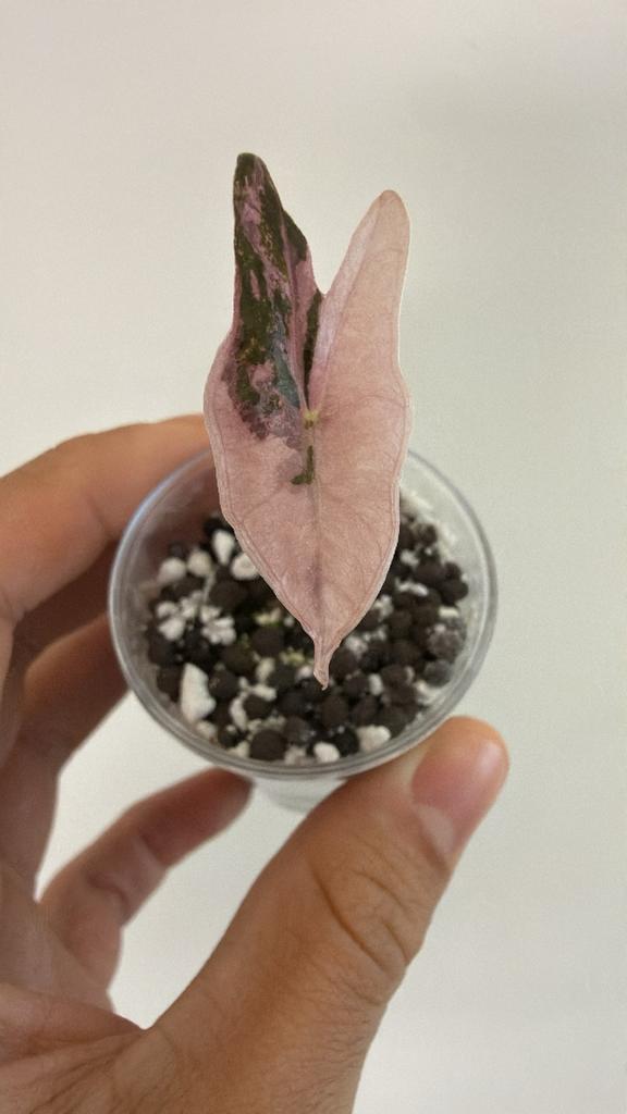 Alocasia Nobilis Pink, Overige soorten, Vaste plant, Ophalen of Verzenden, Bloeit niet