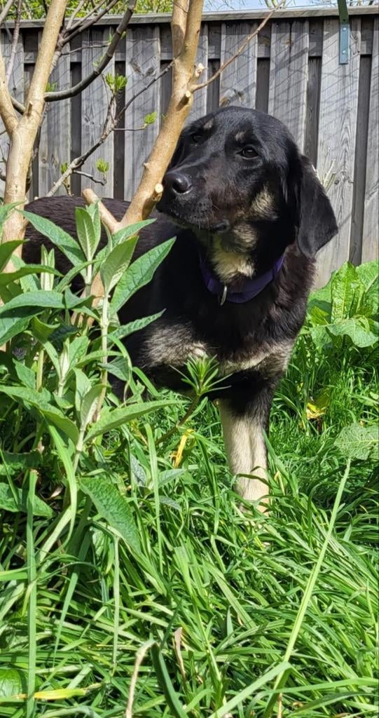 WIE ZIET ZENNY EN WORDT VERLIEFD?, Dieren en Toebehoren, Honden | Niet-rashonden, Particulier, 15 weken tot 1 jaar, Buitenland