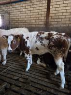 Dikbilpinkje, Dieren en Toebehoren, Vrouwelijk