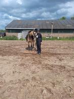 Lease pony aangeboden 2 dagen pw, Dieren en Toebehoren, Ophalen, Nieuw