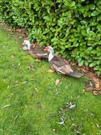 Muskuseenden, Dieren en Toebehoren, Pluimvee, Meerdere dieren, Eend