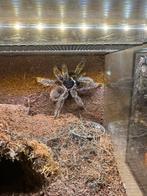 Lasiodora klugi, Dieren en Toebehoren, Insecten en Spinnen, Spin of Schorpioen