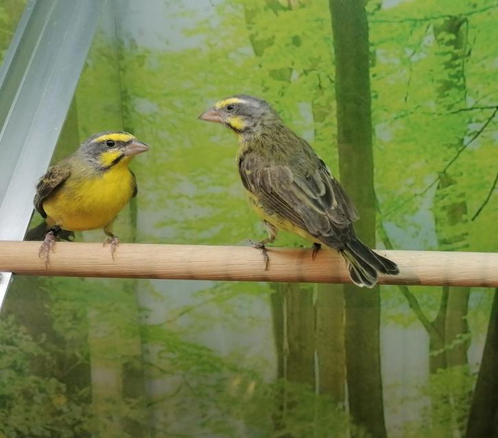 Gezocht tropische en volière vogels., Dieren en Toebehoren, Vogels | Overige Vogels, Meerdere dieren
