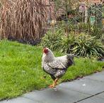 Wyandotte haantje (6 maanden), Dieren en Toebehoren, Pluimvee, Mannelijk, Kip