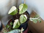 Monstera deliciosa variegata, Ophalen of Verzenden, Overige soorten, Minder dan 100 cm
