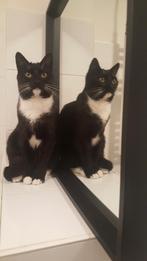 Herplaatsing lieve poes Britse korthaar kruising., Dieren en Toebehoren, Poes, Gechipt, 6 jaar of ouder