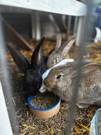Duitse reuzen konijn, Meerdere dieren, Groot