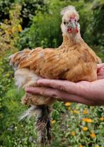 Gratis jonge sabelpootkriel haantjes, Dieren en Toebehoren, Pluimvee, Mannelijk, Kip