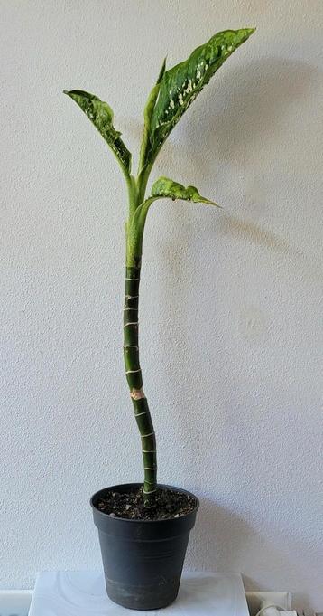 Dieffenbachia Crocodile Variegata. beschikbaar voor biedingen