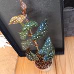 begonia maculata nr 50, Ophalen of Verzenden, Halfschaduw, Minder dan 100 cm