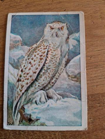 Vogelplaatje Sneeuwuil - Karnekemelkzeep beschikbaar voor biedingen