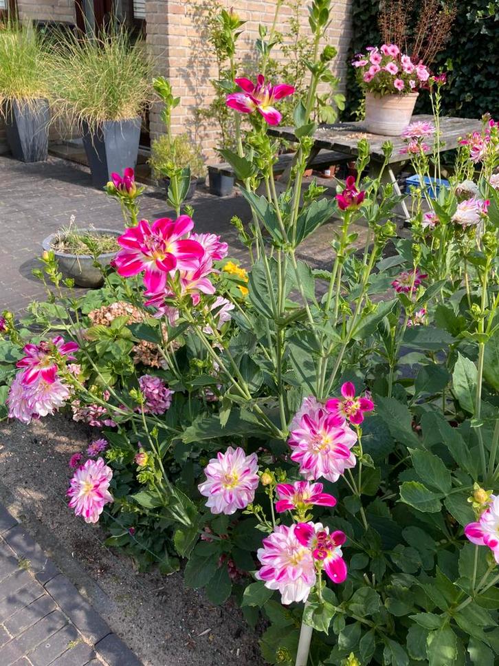 Daglia’s tri color fuchsia roze, Tuin en Terras, Planten | Struiken en Hagen, Minder dan 100 cm, Ophalen