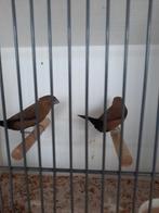 Meerdere tropische vogels te koop, Dieren en Toebehoren, Vogels | Overige Vogels, Meerdere dieren, Tropenvogel