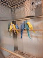 Halsband parkieten in diverse kleuren, Meerdere dieren, Parkiet, Geringd