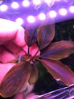 Bucephalandra Athena Blue, Dieren en Toebehoren, Vis