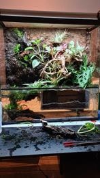 Terrarium en Paludarium 60x20x60 – Queenies Kwaliteit, Ophalen of Verzenden, Nieuw, Terrarium of Paludarium