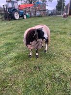 Mooie bonte dekram te koop/huur, Mannelijk, Schaap, 0 tot 2 jaar
