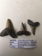 Haaientanden uit havengebied Antwerpen: Anotodus retroflexus, Verzamelen, Mineralen en Fossielen, Ophalen of Verzenden, Fossiel