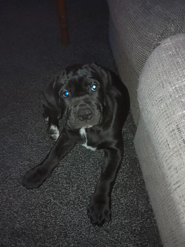 presa canario x cane corso pup, Dieren en Toebehoren, Honden | Bulldogs, Pinschers en Molossers, Teef, Overige rassen, Particulier