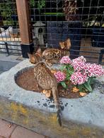 Zuivere bengaal kittens met stamboom, Dieren en Toebehoren, Katten en Kittens | Raskatten | Korthaar, Meerdere dieren, Gechipt