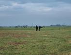 Paardenpension, Weidegang