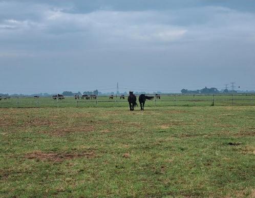 Paardenpension, Dieren en Toebehoren, Stalling en Weidegang, Stalling, Weidegang