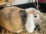 Mannetjes hangoor konijntje, Dieren en Toebehoren, Konijnen, Mannelijk, Hangoor