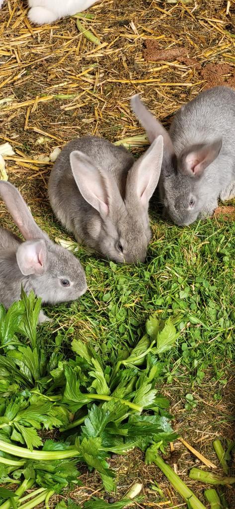 Lieve kleine vlaamse reuzen te koop, Dieren en Toebehoren, Konijnen, Groot, Meerdere dieren