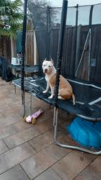 Verwacht american stafford terriër pups, 8 tot 15 weken, American Staffordshire Terriër, Meerdere dieren, Eén hond