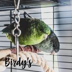 Twee lieve Catharina parkieten met toebehoren, Dieren en Toebehoren, Vogels | Parkieten en Papegaaien, Meerdere dieren, Parkiet