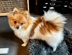 Pomeriaan pup, Dieren en Toebehoren, 15 weken tot 1 jaar, Teef, Eén hond, Nederland