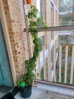 Mooie jasmijn 1m, Ophalen of Verzenden, Volle zon