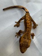 Prachtige wimpergekko 100% het axanthic te koop!, Dieren en Toebehoren, Reptielen en Amfibieën, Hagedis, Tam, 0 tot 2 jaar