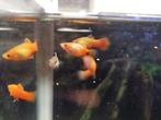 Platy - Plaatjes groep van 10 stuks, Dieren en Toebehoren, Ophalen of Verzenden, Nieuw