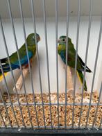 Turqusineparkiet roodbuik koppel., Dieren en Toebehoren, Meerdere dieren, Parkiet, Geringd