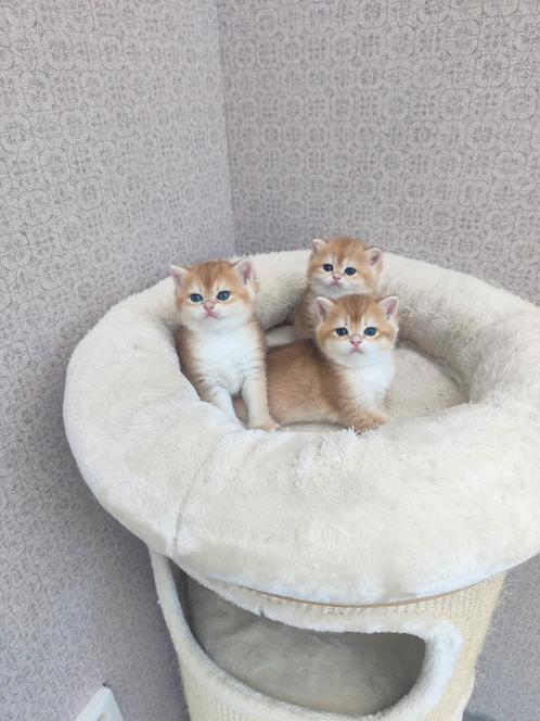 Britse korthaar kittens golden, Dieren en Toebehoren, Katten en Kittens | Raskatten | Korthaar, Poes