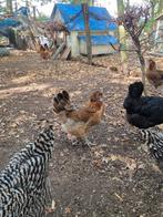 Araucana, Vrouwelijk, Kip