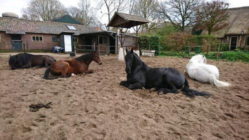 Stalling vrij op pensionstal in Eemnes - max D pony (merrie), Dieren en Toebehoren, Stalling en Weidegang, Stalling, Weidegang