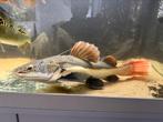 Red tail catfish/ roodstaart meerval, Dieren en Toebehoren, Vissen | Aquariumvissen, Vis