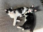 Lieve makke kittens, Dieren en Toebehoren, Poes