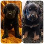 Te Koop: Boulab pups Labrador x Berner Sennen, Dieren en Toebehoren, Parvo, 8 tot 15 weken, Groot, Meerdere