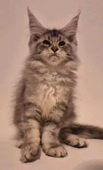 NOG 2 Maine coon kittens met stamboom russische lijn, Dieren en Toebehoren, Meerdere dieren, Gechipt, 0 tot 2 jaar
