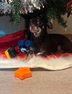 Lieve chihuahua teefje 1,5 jaar, Dieren en Toebehoren, Honden | Chihuahua's en Gezelschapshonden, België, Particulier, Rabiës (hondsdolheid)