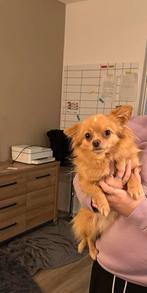 Herplaatser pomchi teef, Dieren en Toebehoren, Honden | Chihuahua's en Gezelschapshonden, Rabiës (hondsdolheid), 1 tot 2 jaar