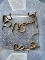 0 0.6 Thamnophis scaliger, Slang, 0 tot 2 jaar